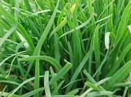 Chinese wild onion - 1500 seeds 5g