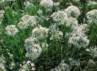 Chinese wild onion - 1500 seeds 5g