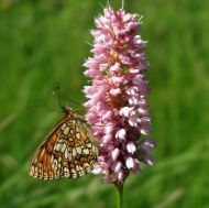 Семена от Обикновено кървавиче 0.3 гр 