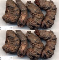 Семена от Обикновено кървавиче 0.3 гр 