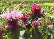 Семена от Червен Бергамот / Монарда 2 гр / ± 350 бр