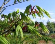  Japanese Maple "ACER palmatum" - 25 seeds
