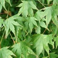  Japanese Maple "ACER palmatum" - 25 seeds