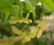  Japanese Maple "ACER palmatum" - 25 seeds