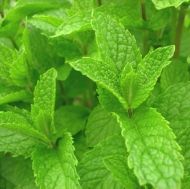  Мента -  Джоджен (Mentha spicata) 2500 семена (0,2 g) 