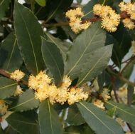 Дафинов лист (Laurus nobilis) - 5 семена 