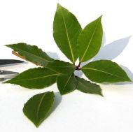 Дафинов лист (Laurus nobilis) - 5 семена 