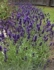 Лавандула (Lavandula angustifolia) - 750 семена (0,75 g)