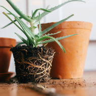 GT Root Riot 24pcs. - Rooting and germination cubes