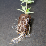 GT Root Riot 50pcs. - Rooting and germination cubes