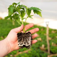 GT Root Riot 50pcs. - Rooting and germination cubes