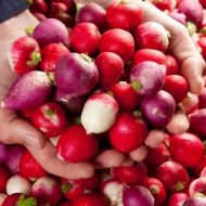 Семена от Червени Репички (микс) 1250 бр (±) / 10 гр