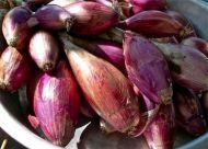 Семена от Дълъг червен лук (Rossa Lunga di Firenze) 1000 бр (±) / 4 гр