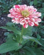 "Zebra Mixture" Zinnia Eleganse seeds (Candy Stripe Mixed) 300 pcs  (±) / 3 gr