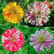 "Zebra Mixture" Zinnia Eleganse seeds (Candy Stripe Mixed) 300 pcs  (±) / 3 gr