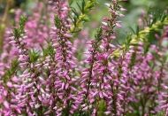 Calluna (Calluna vulgaris) seeds for 500 plants