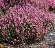 Calluna (Calluna vulgaris) seeds for 500 plants