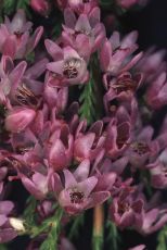 Calluna (Calluna vulgaris) seeds for 500 plants