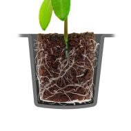 ROOT!T Dry Peat Free Plug 60 Refill Bag