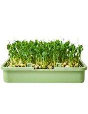 Органични семена от Грах - 400 гр.