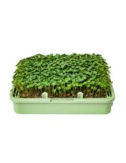 Органични семена от Броколи - 200 гр.