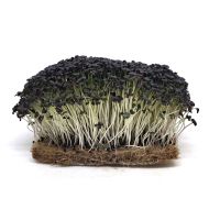 Органични семена от Японска червена Мизуна - 100 гр.