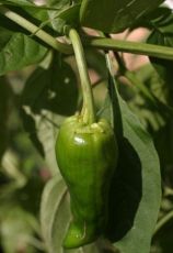 "Padron" Chilli Pepper (Pimientos de Padron)  25 seeds