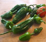 "Padron" Chilli Pepper (Pimientos de Padron)  25 seeds
