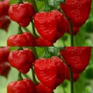 "Trinidad Scorpion Moruga Blend" Chilli Pepper 5 seeds