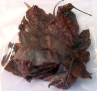 Ghost pepper (Capsicum chinense - "Bhut Jolokia") Chili peper10 seeds