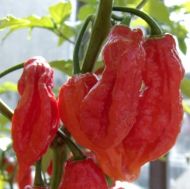 Ghost pepper (Capsicum chinense - "Bhut Jolokia") Chili peper10 seeds