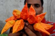 Ghost pepper (Capsicum chinense - "Bhut Jolokia") Chili peper10 seeds