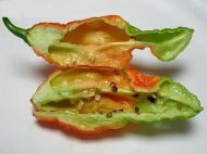 Ghost pepper (Capsicum chinense - "Bhut Jolokia") Chili peper10 seeds