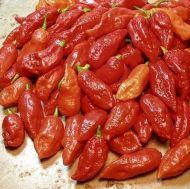 Ghost pepper (Capsicum chinense - "Bhut Jolokia") Chili peper10 seeds