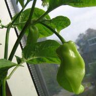 Chili Peppers "Madame Jeanette" (Capsicum chinense) 15 seeds
