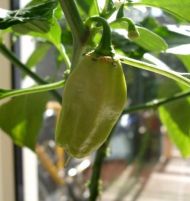 Chili Peppers "Madame Jeanette" (Capsicum chinense) 15 seeds