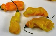 Chili Peppers "Madame Jeanette" (Capsicum chinense) 15 seeds