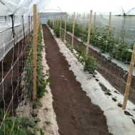 Professional support net for climbing plants and 2.04m x 1000m.