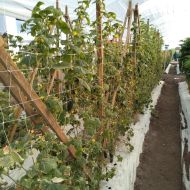 Professional support net for climbing plants and 2.04m x 1000m.