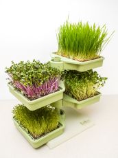 Babylon Garden - домашна хидропонна система за кълнове и микро растения, 4 култури, смарт приложение + ПОДАРЪК