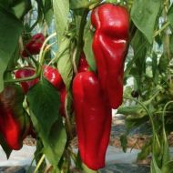 Семена от Сладък пипер сорт "Дулче де Испания" (Capsicum annuum) - 90 бр. (0.5 гр.)