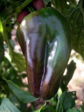 Семена от Сладък пипер сорт "Дулче де Испания" (Capsicum annuum) - 90 бр. (0.5 гр.)