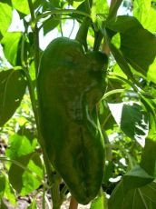 Семена от Сладък пипер сорт "Дулче де Испания" (Capsicum annuum) - 90 бр. (0.5 гр.)