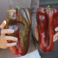 Семена от Сладък пипер сорт "Дулче де Испания" (Capsicum annuum) - 90 бр. (0.5 гр.)