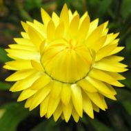 Lemon-Yellow Strawlflower seeds (Helichrysum bracteatum) 2800 pcs (±) (2 g)