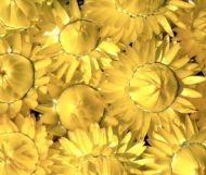 Lemon-Yellow Strawlflower seeds (Helichrysum bracteatum) 2800 pcs (±) (2 g)