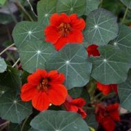 Nasturtium (Tropaeolum nanum) seeds, sort "Empress of India" - 40 pcs (5 g)