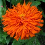 Zinnia cactus giant "Aztec Orange" seeds - 300 pcs (3 g)