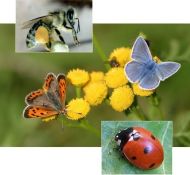 Butterfly Flower Mixture - seeds 5 g