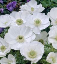 Anemone coronaria tuber variety "White Bride" - 15 pieces